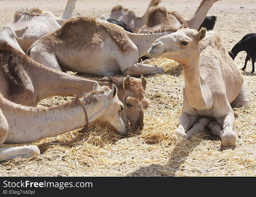 Dromedary camels at a market