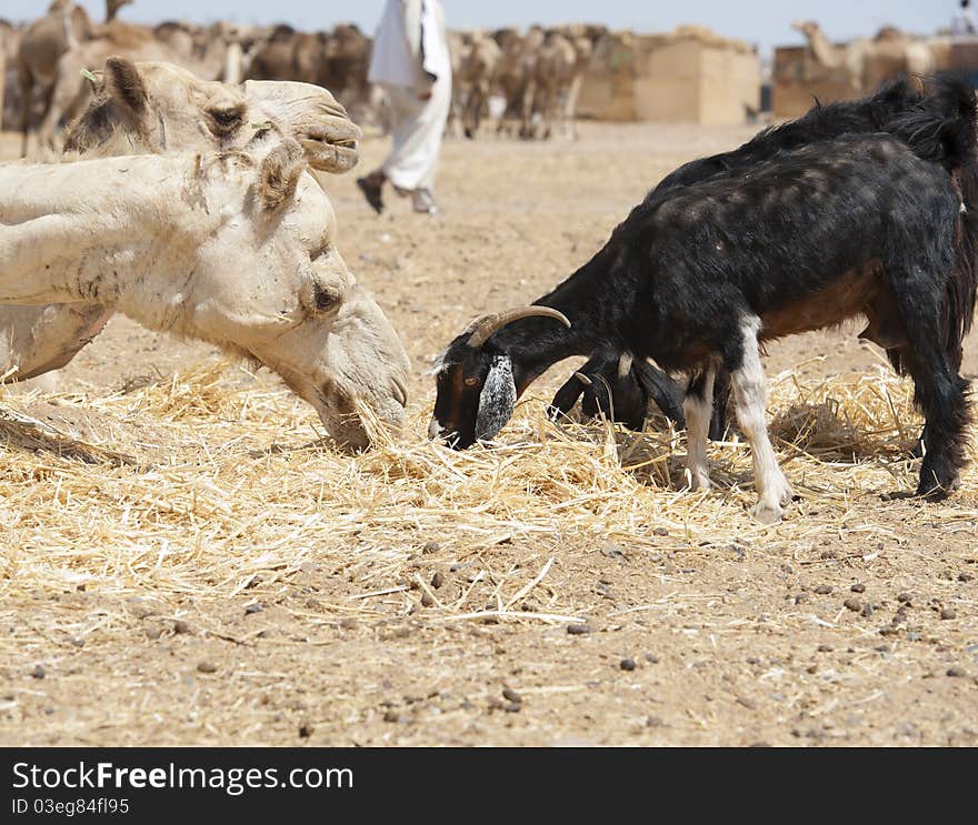 Dromedary Camel And Goat At A Market