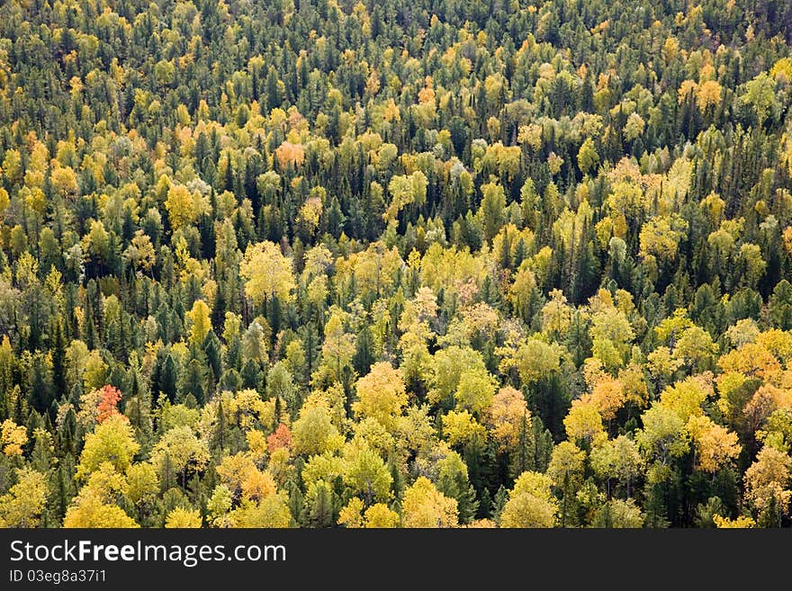 Aerial view of autumn forest.