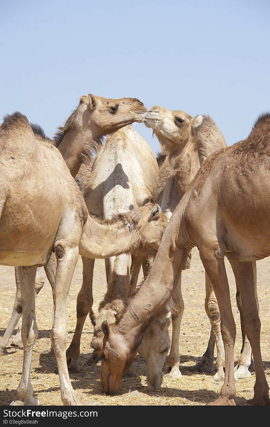 Dromedary camels at a market