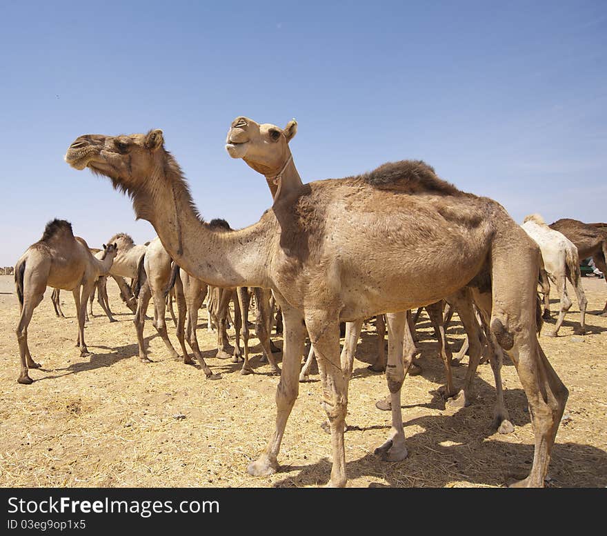 Dromedaries at an African camel market. Dromedaries at an African camel market