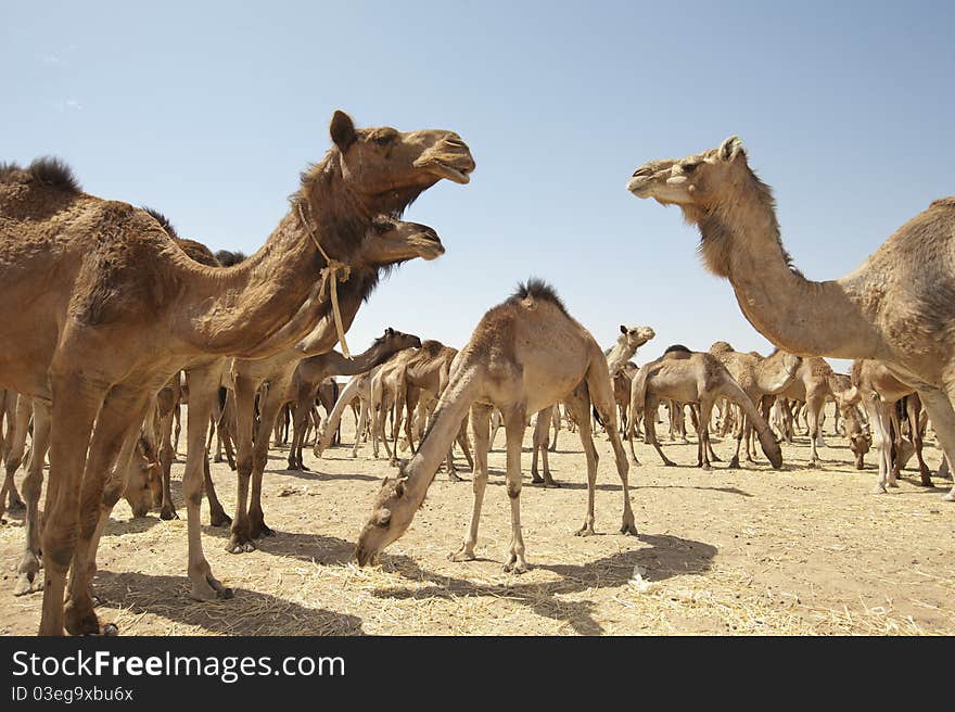 Dromedary Camels At A Market