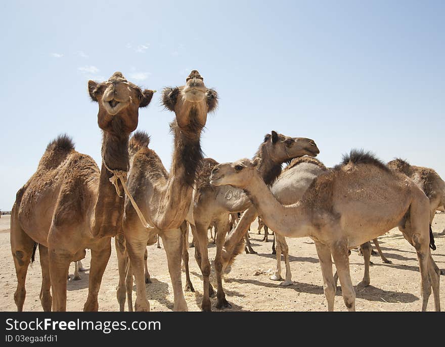 Dromedaries at an African camel market. Dromedaries at an African camel market