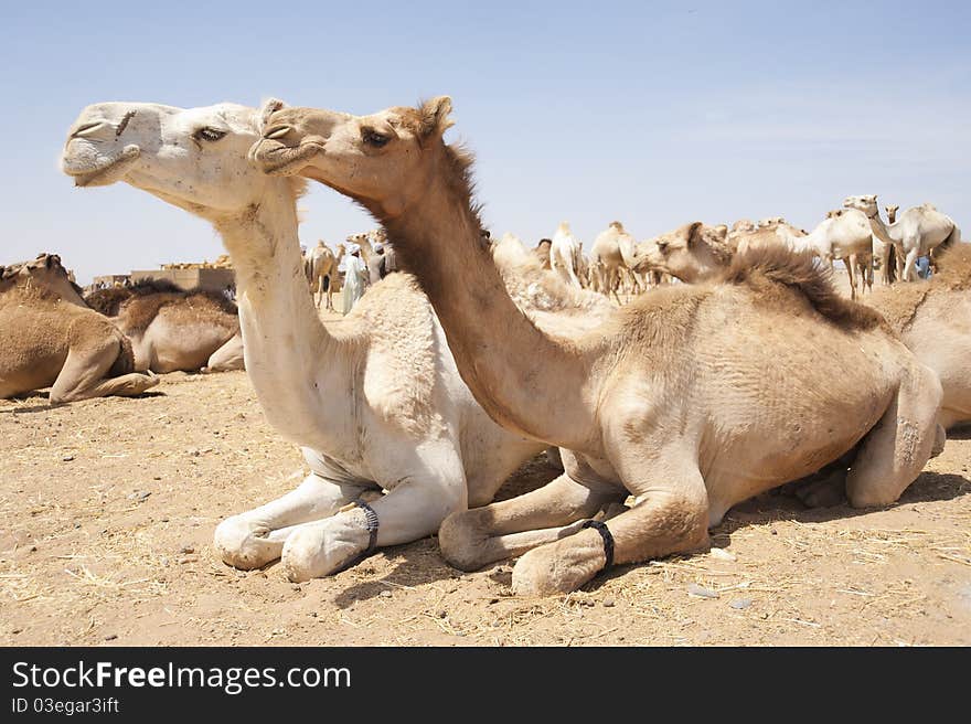 Dromedary Camels At A Market