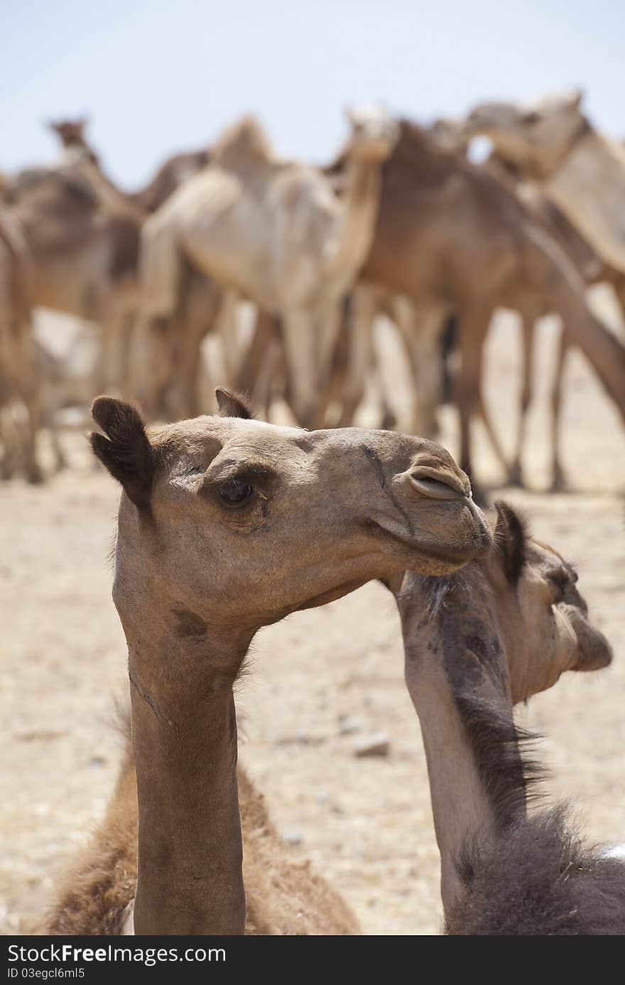 Dromedary camels at a market