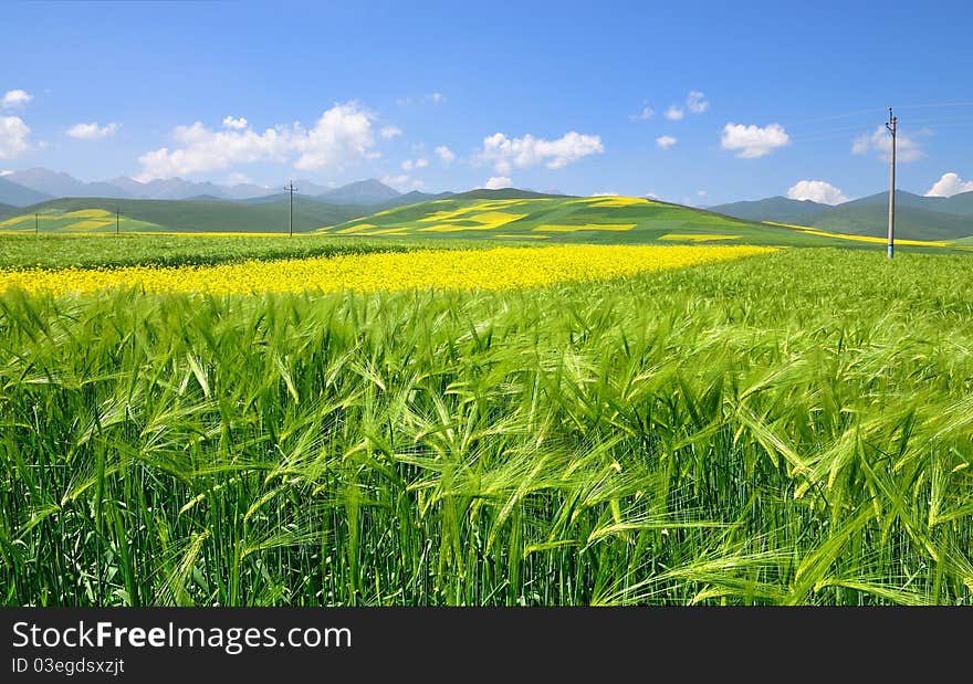 China Qinghai Flower and Field Landscape