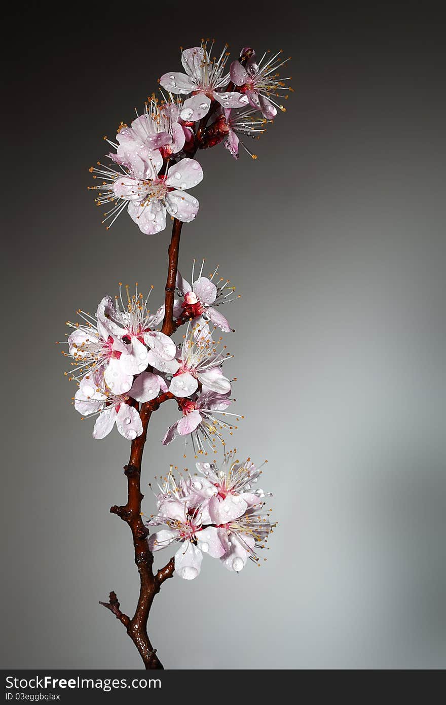 Blossoming branch