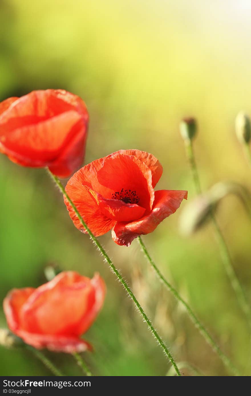 Beautiful red poppies on the field