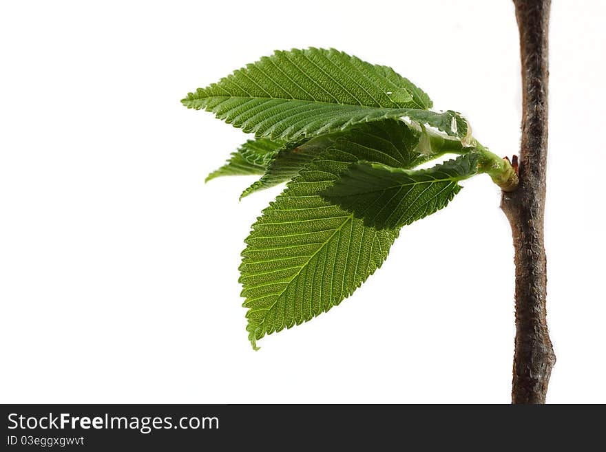 Young branch of lilac isolated on white