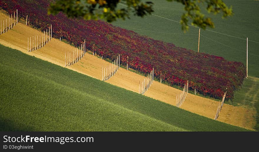 Vineyard colours in autumn