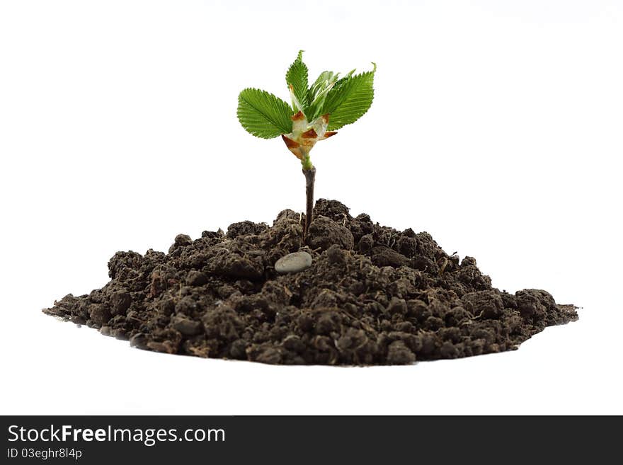 Young green plant on a white background