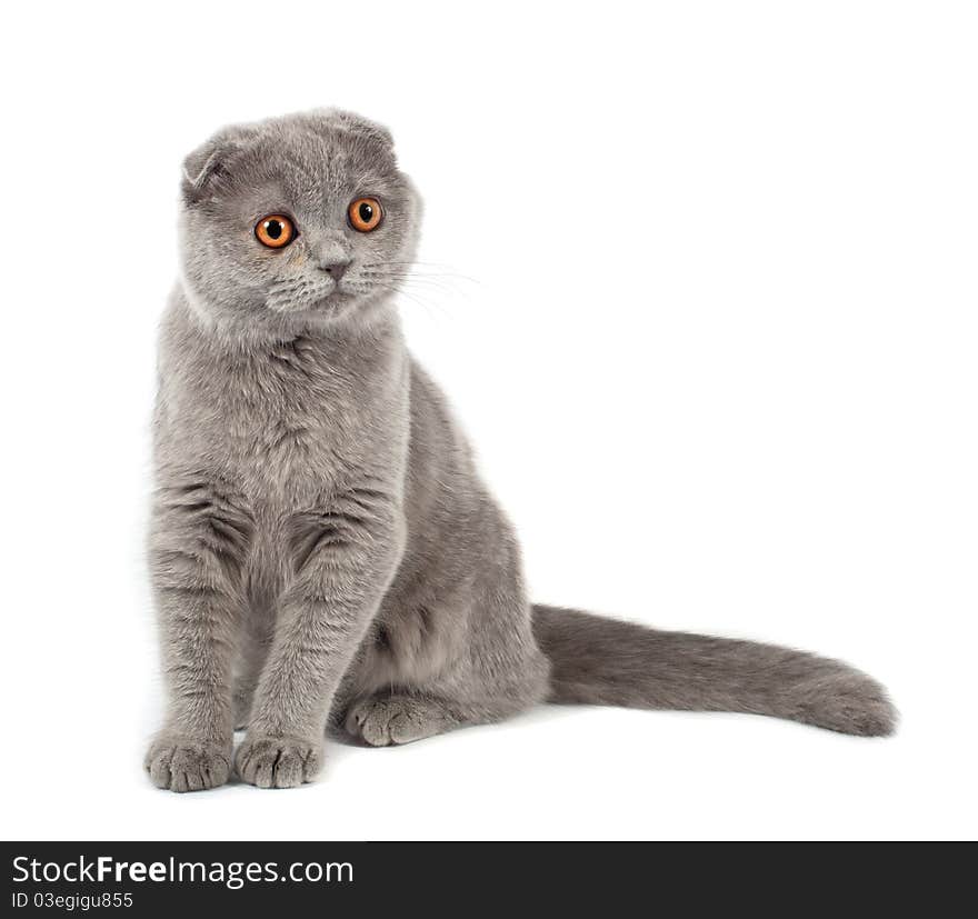 British kitten on white background