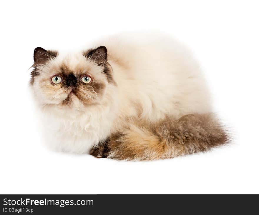 Cream Persian cat lying on white background