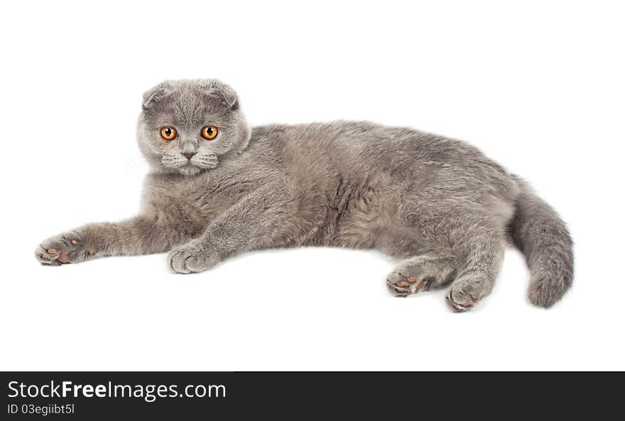 British kitten on white background