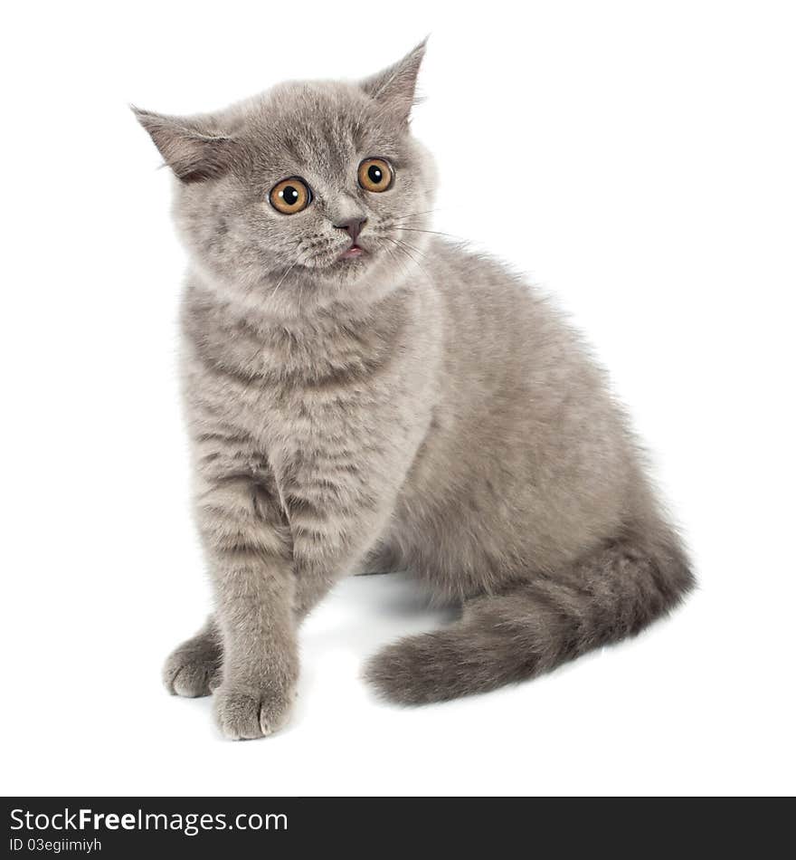 British kitten on white background