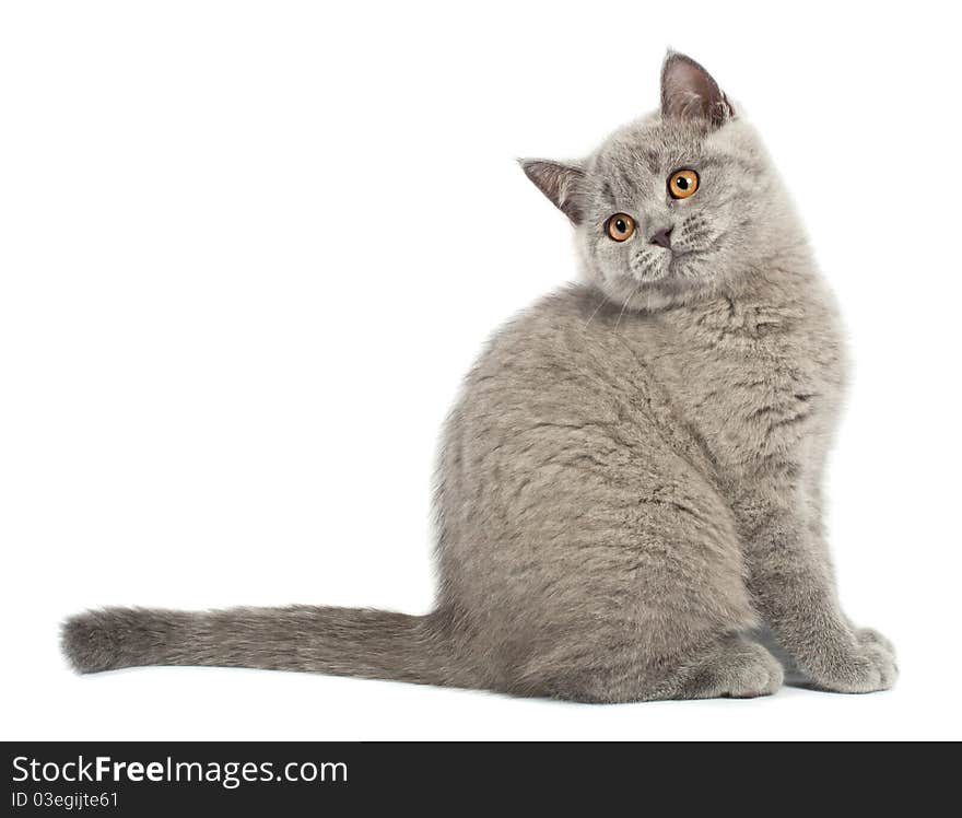 British kitten on white background