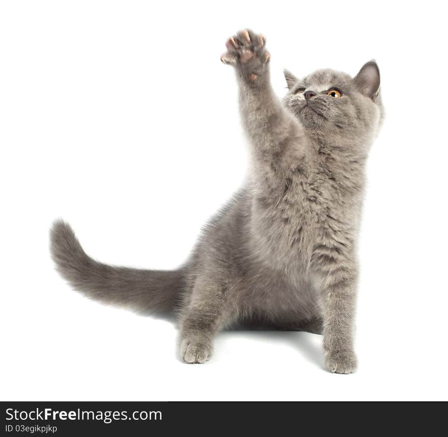 British kitten on white background