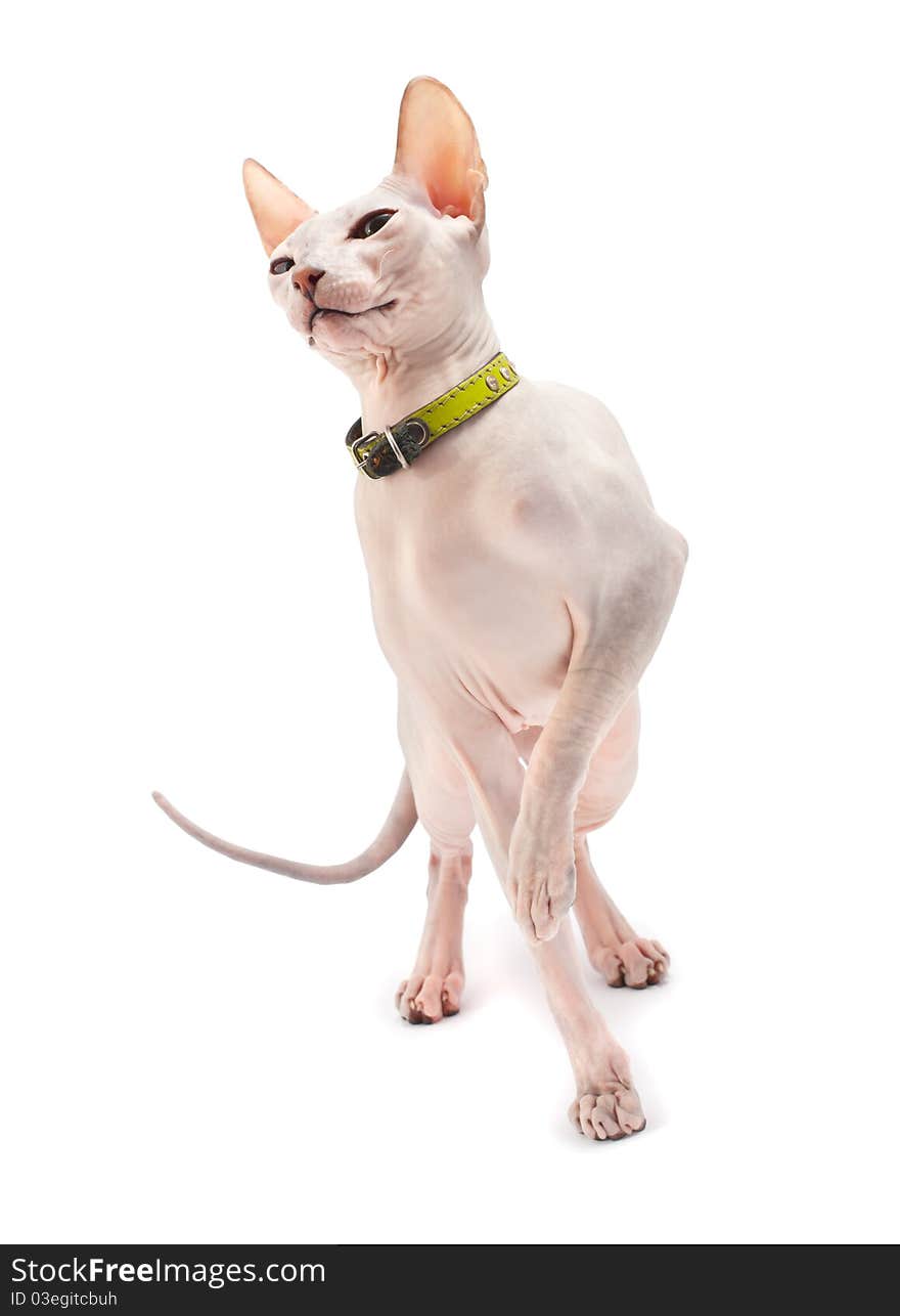 Don Sphynx (DON SPHYNX) cat. Isolated on white background