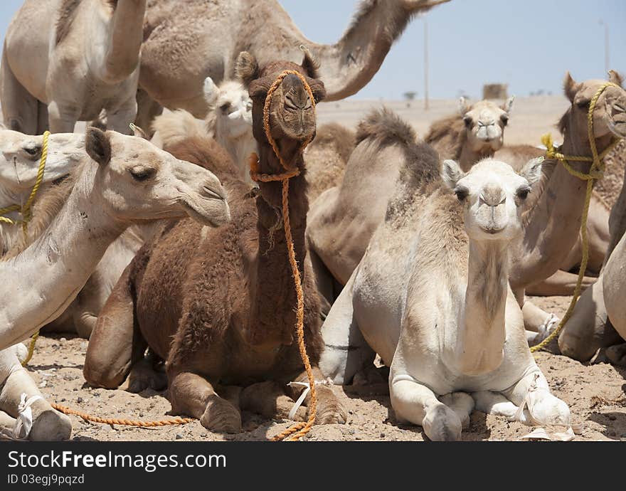 Dromedary Camels At A Market