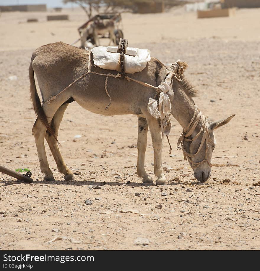 Working Donkey In The African Desert