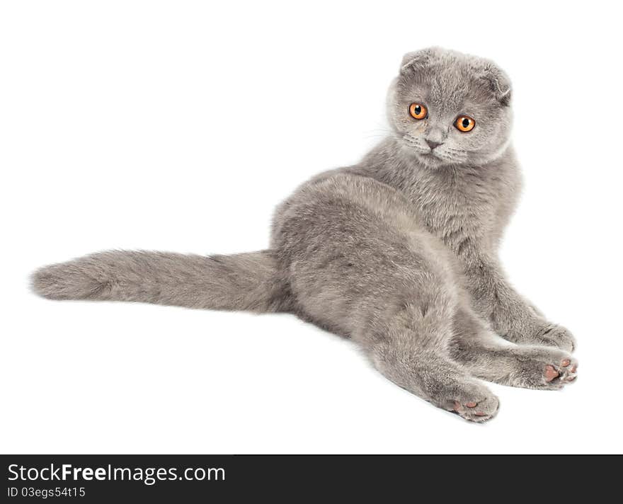 British kitten on white background