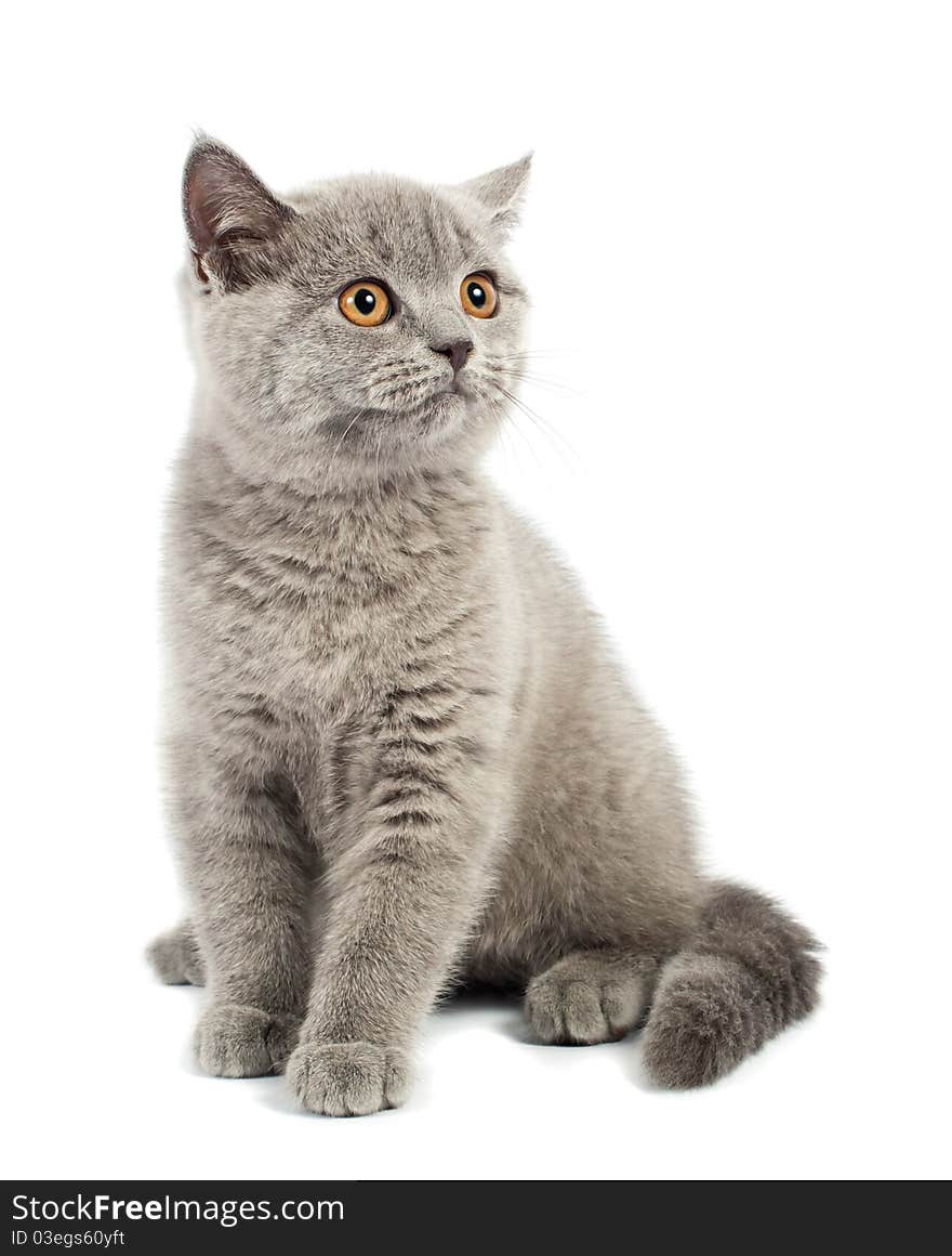 British kitten on white background