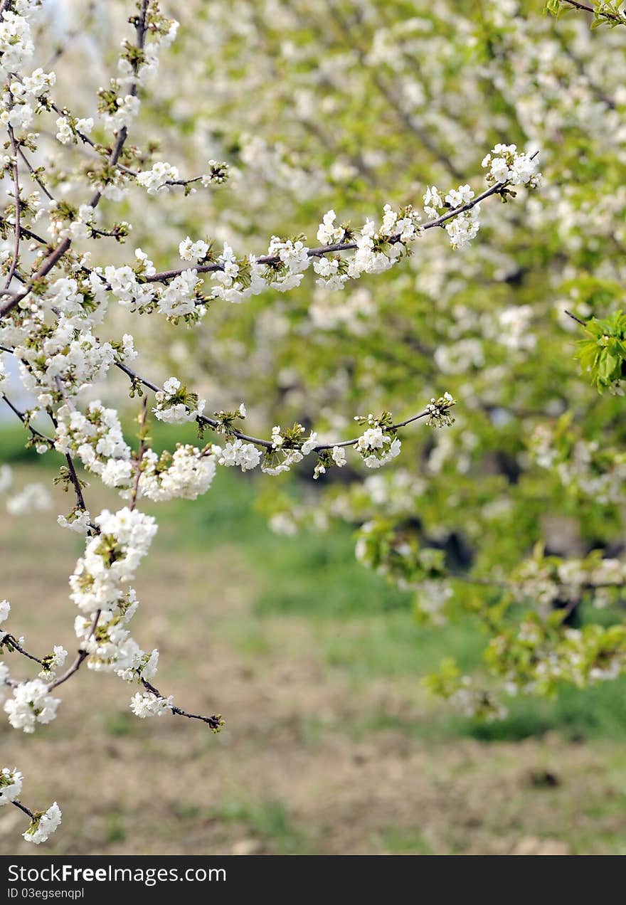 Cherry blossom tree on a beautiful day in springtime