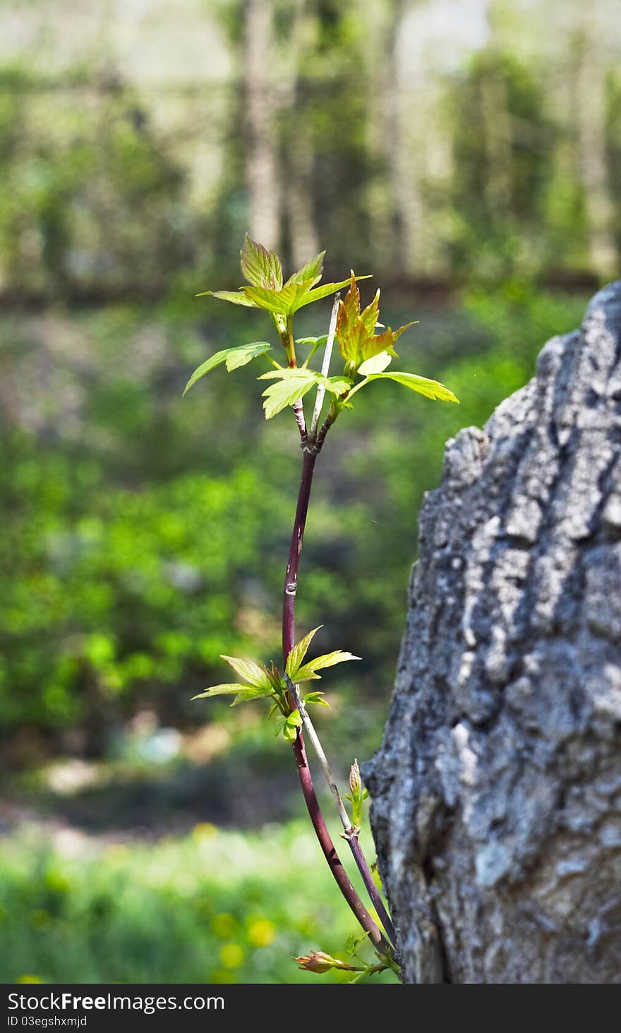 Occurrence of the first spring leaves