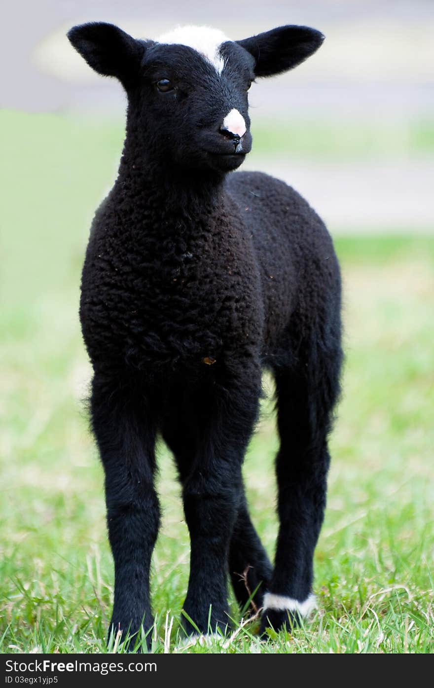 A toy-like lamb, only five days old. A toy-like lamb, only five days old.