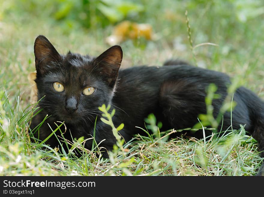 Black kitten