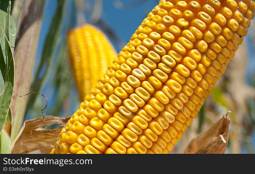 Corn field at harvest time