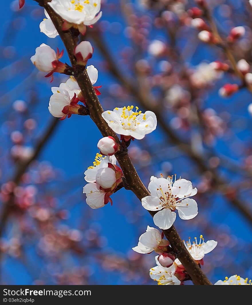 Flowering branch of apricot tree in the Crimea