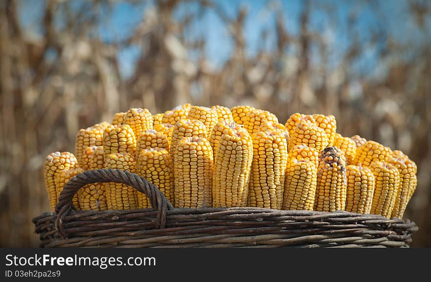 Close up photo of harvested corn in a basket. Close up photo of harvested corn in a basket