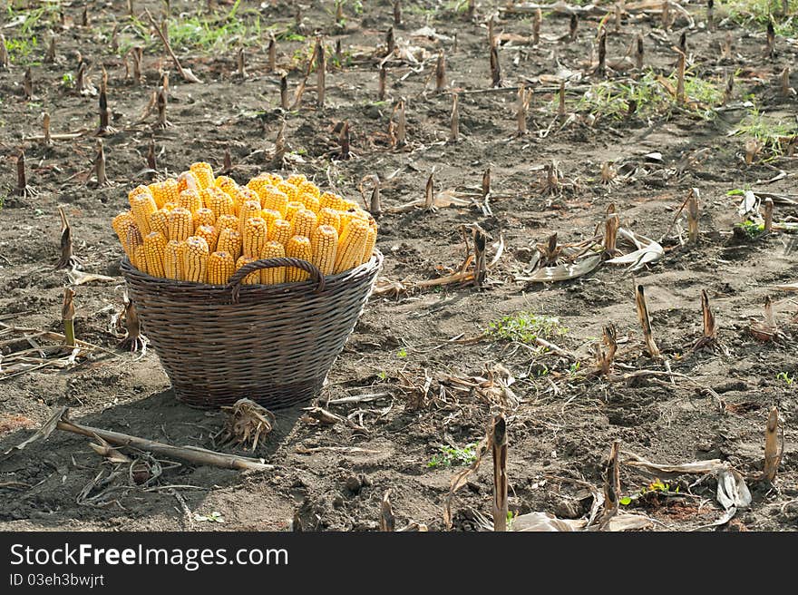 Close up photo of harvested corn in a basket. Close up photo of harvested corn in a basket