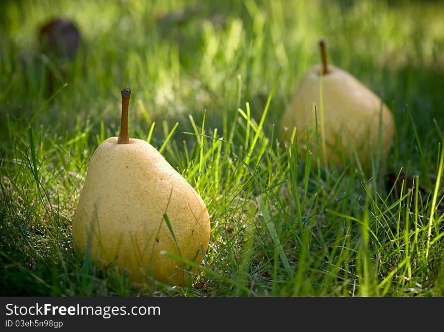 Pears