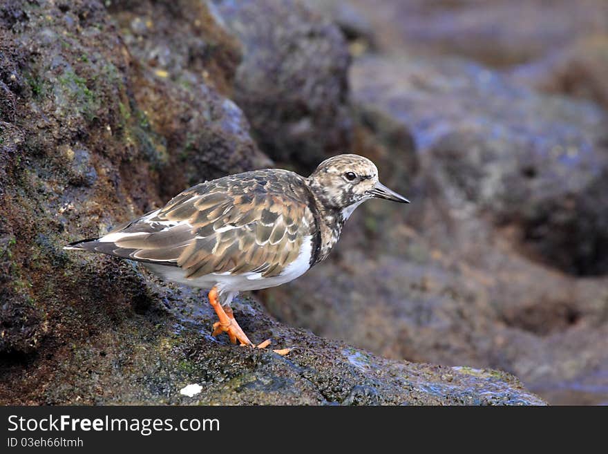 Gallinago gallinago on Canary islands