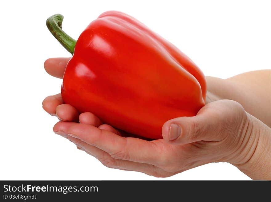 Big red pepper in human hands isolated on white background. Big red pepper in human hands isolated on white background