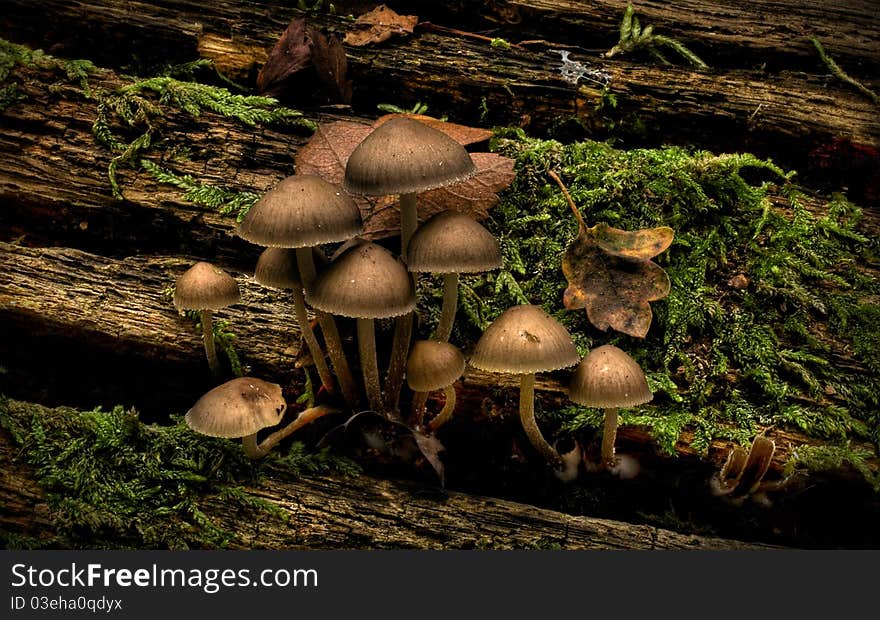 Mushrooms