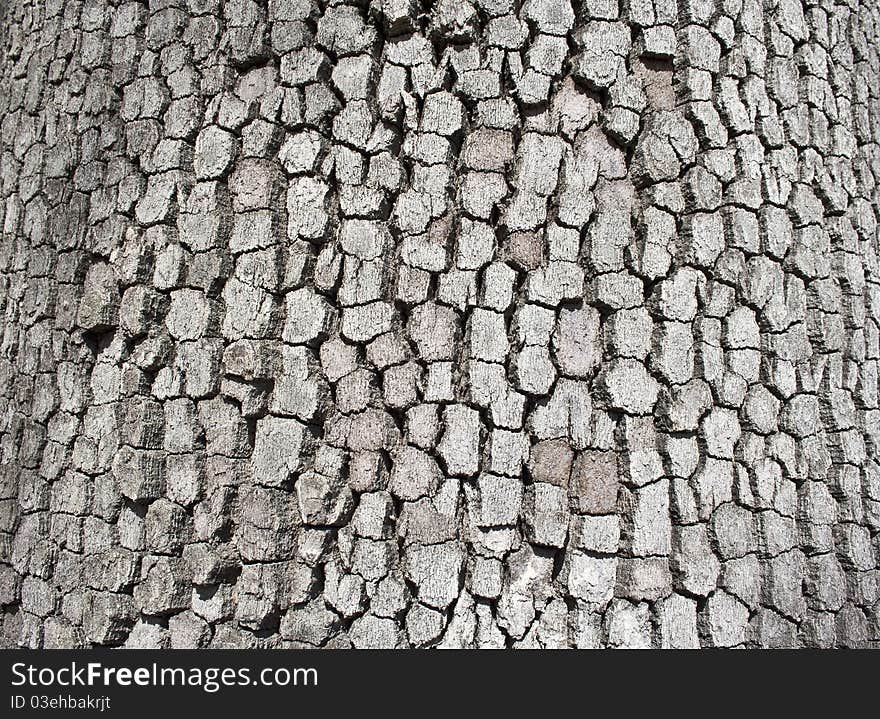 Bark texture