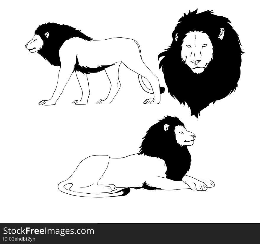 Isolated lion with black mane in different poses