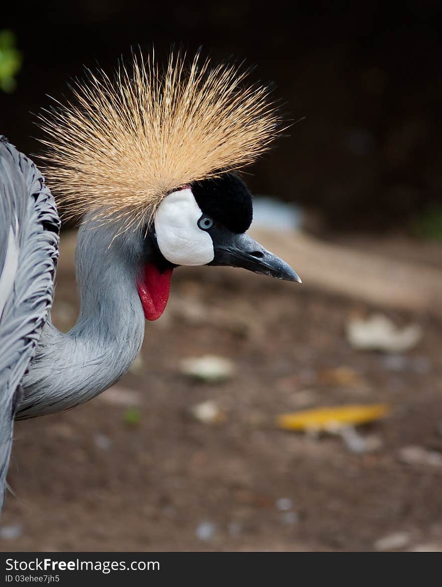 East African Crowned Crane in captivity at a zoo