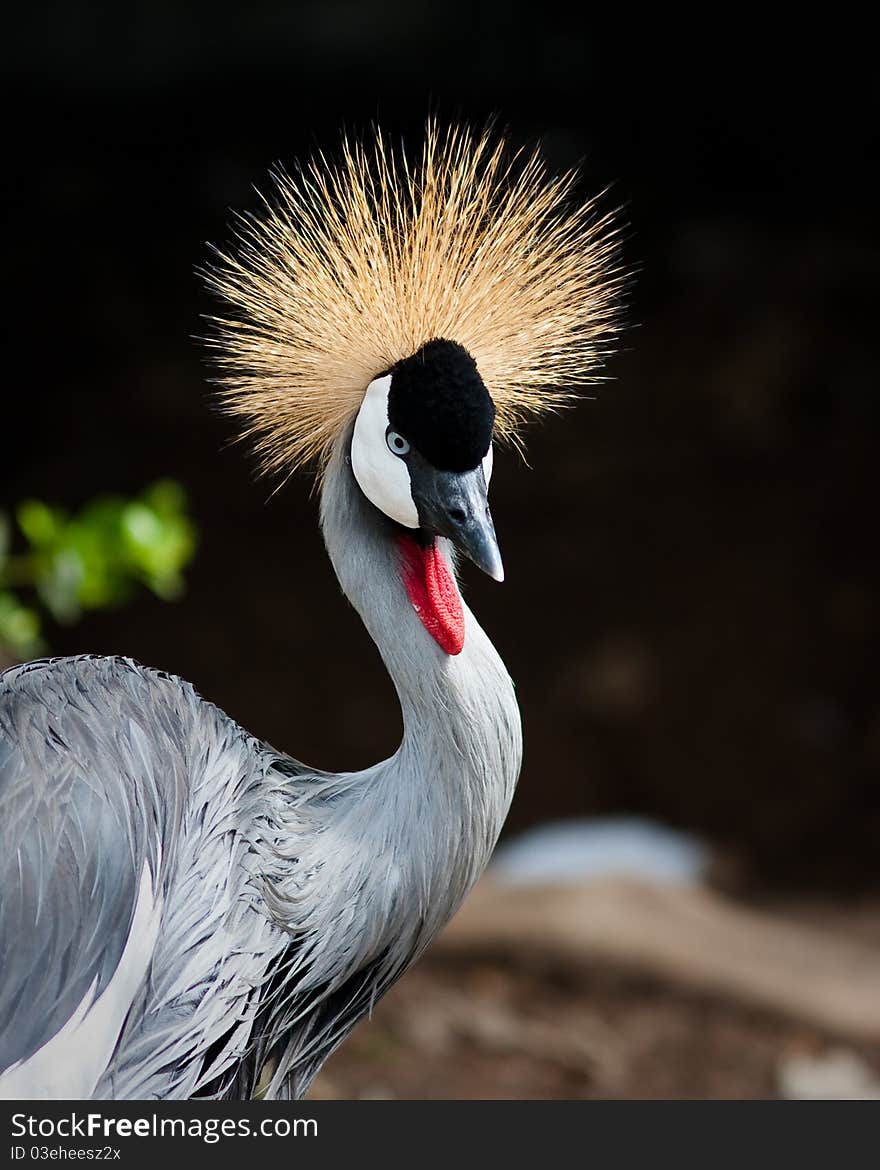 East African Crowned Crane in captivity at a zoo