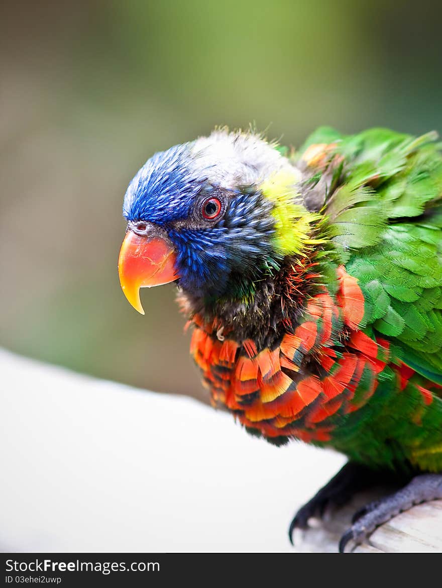 Lorikeet in captivity at a zoo