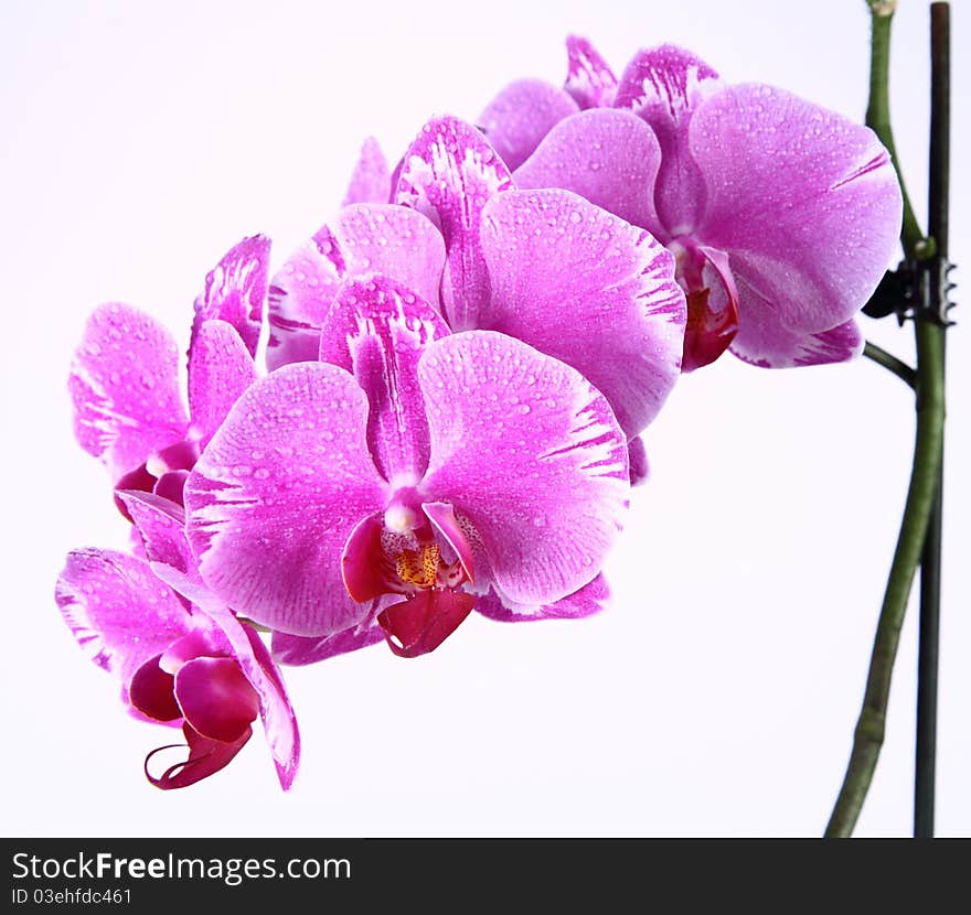 Orchid flower