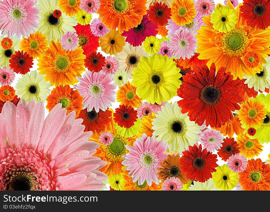 A Background of fresh flowers. A Background of fresh flowers.