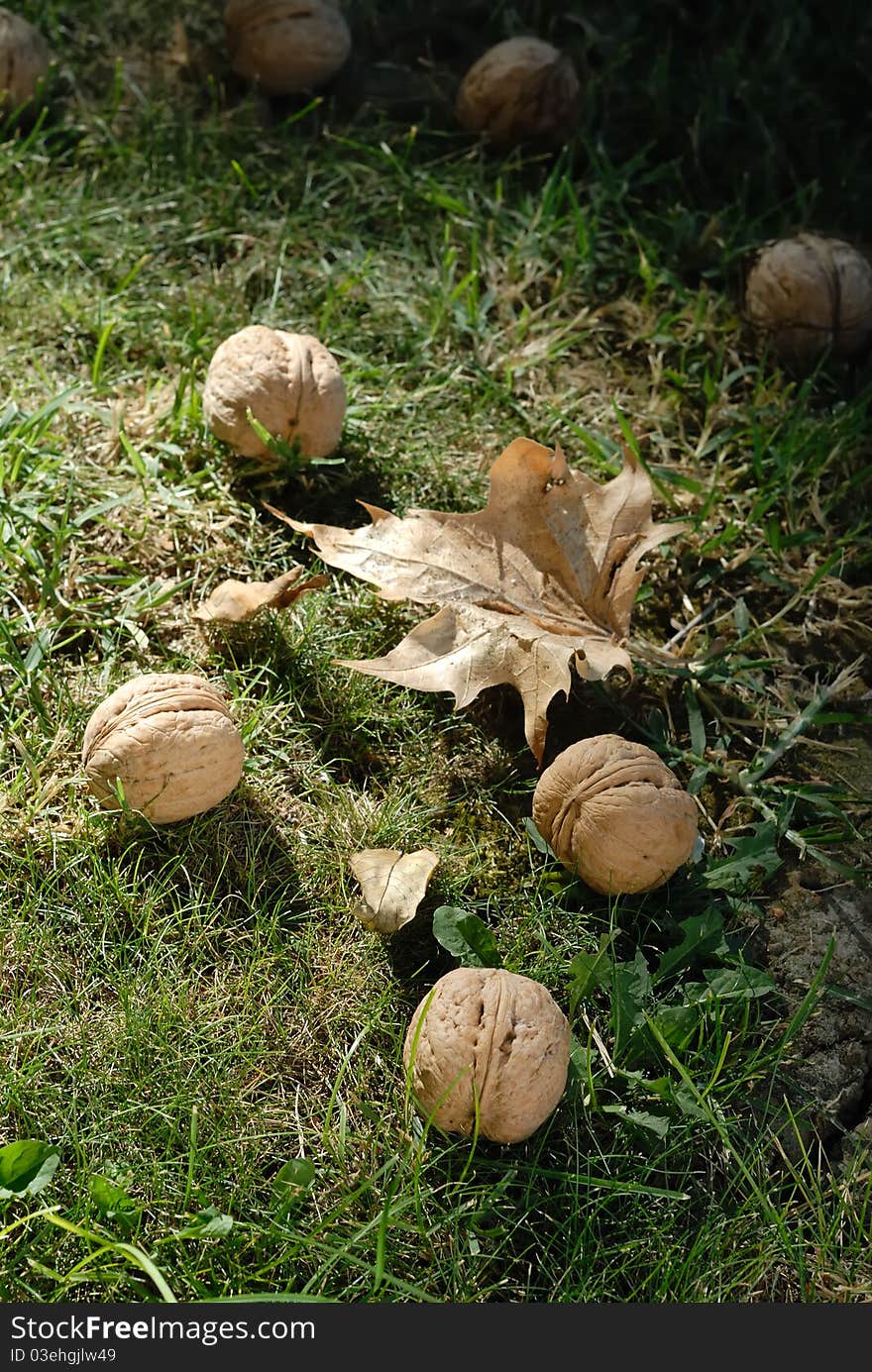 Fallen walnuts  from the tree in autumn grass