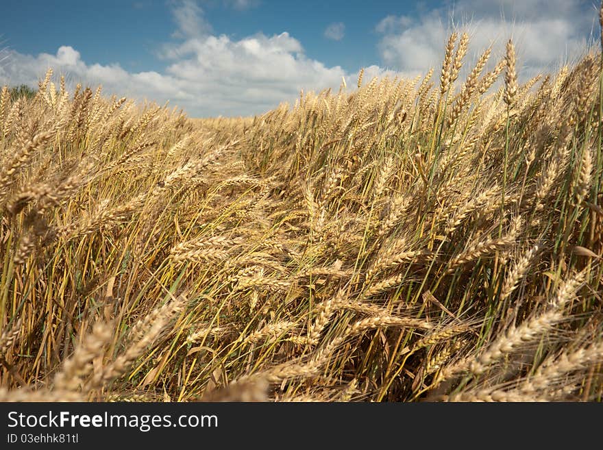 Wheat field