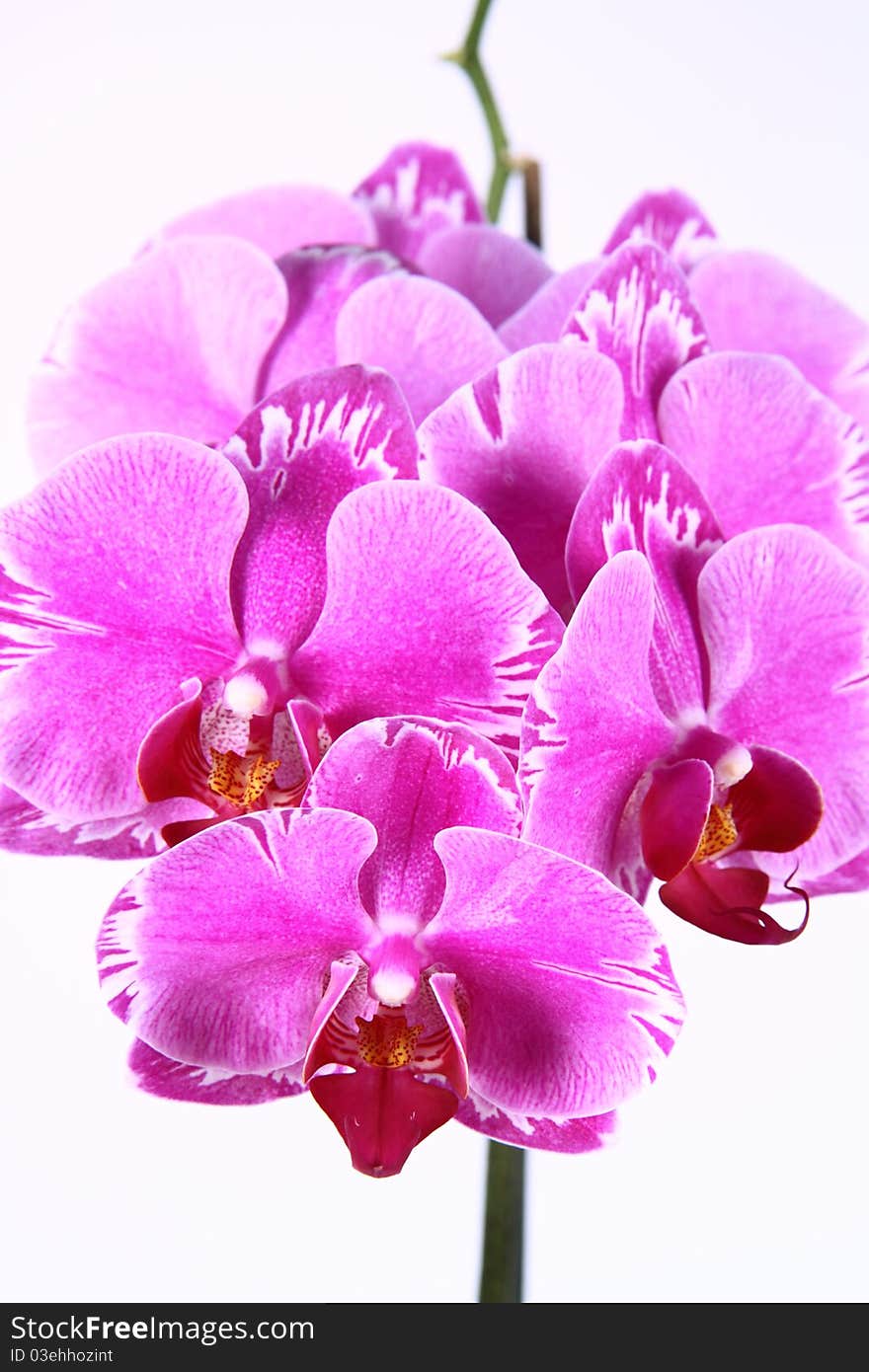 Pink orchid