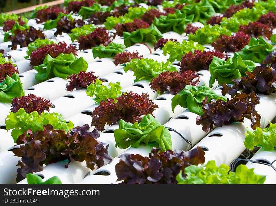 Hydroponic Vegetable