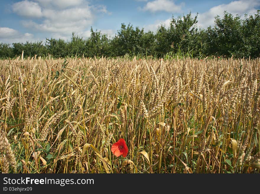 wheat field